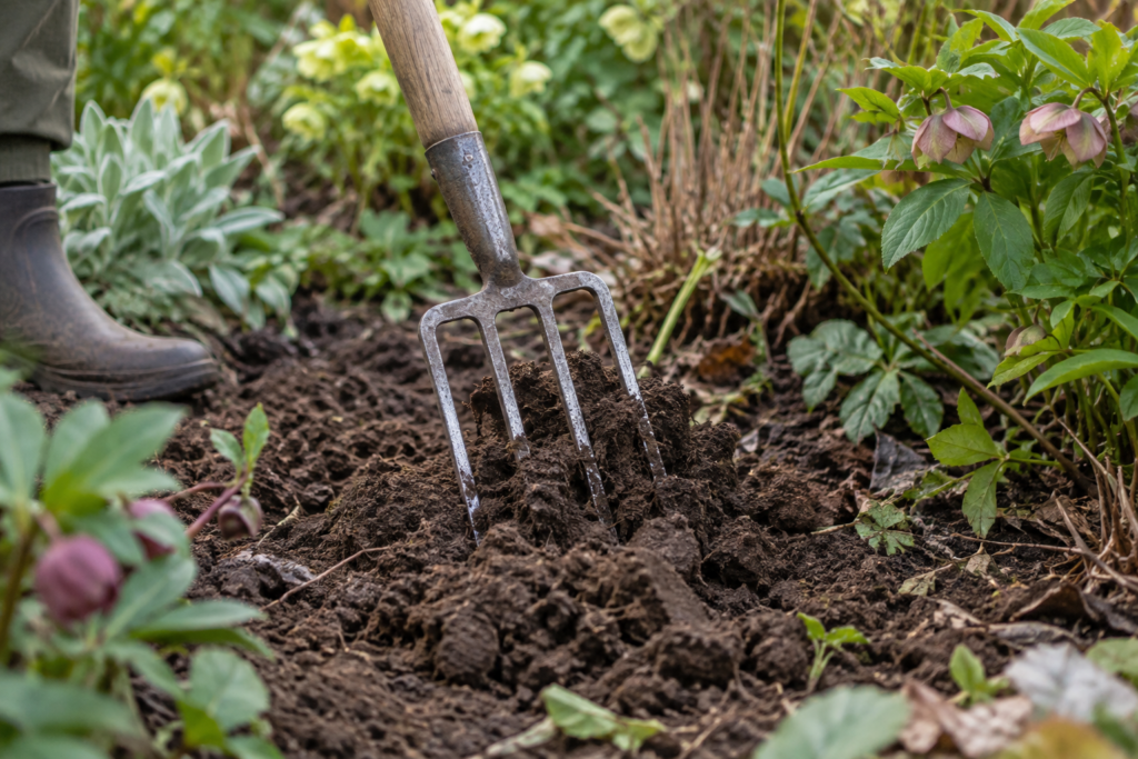 Garden fork loosening dark soil in an established perennial border