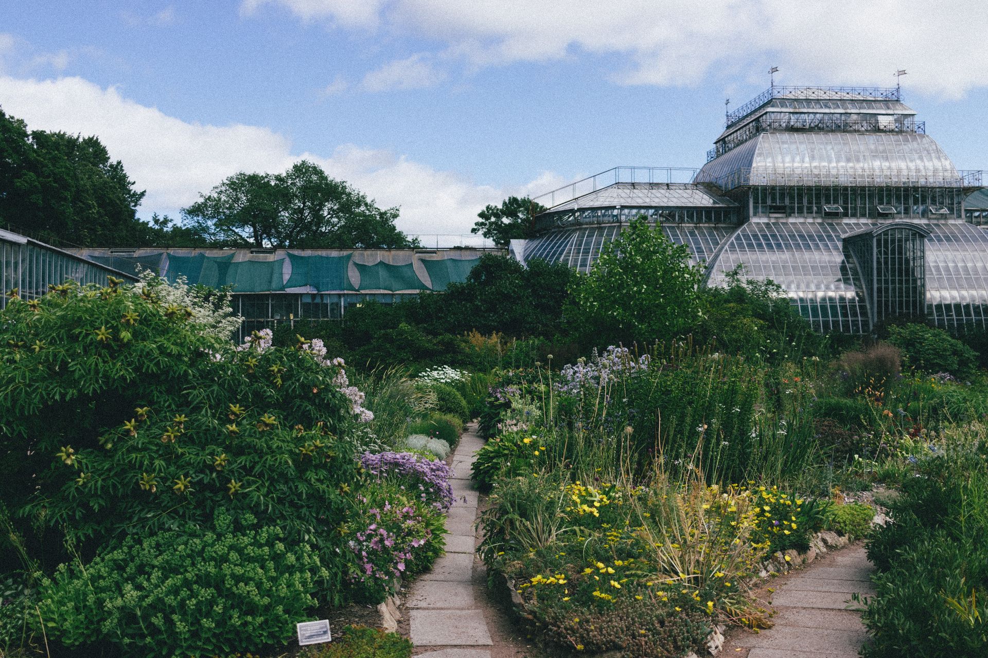 Garden path leading through layered planting to a greenhouse