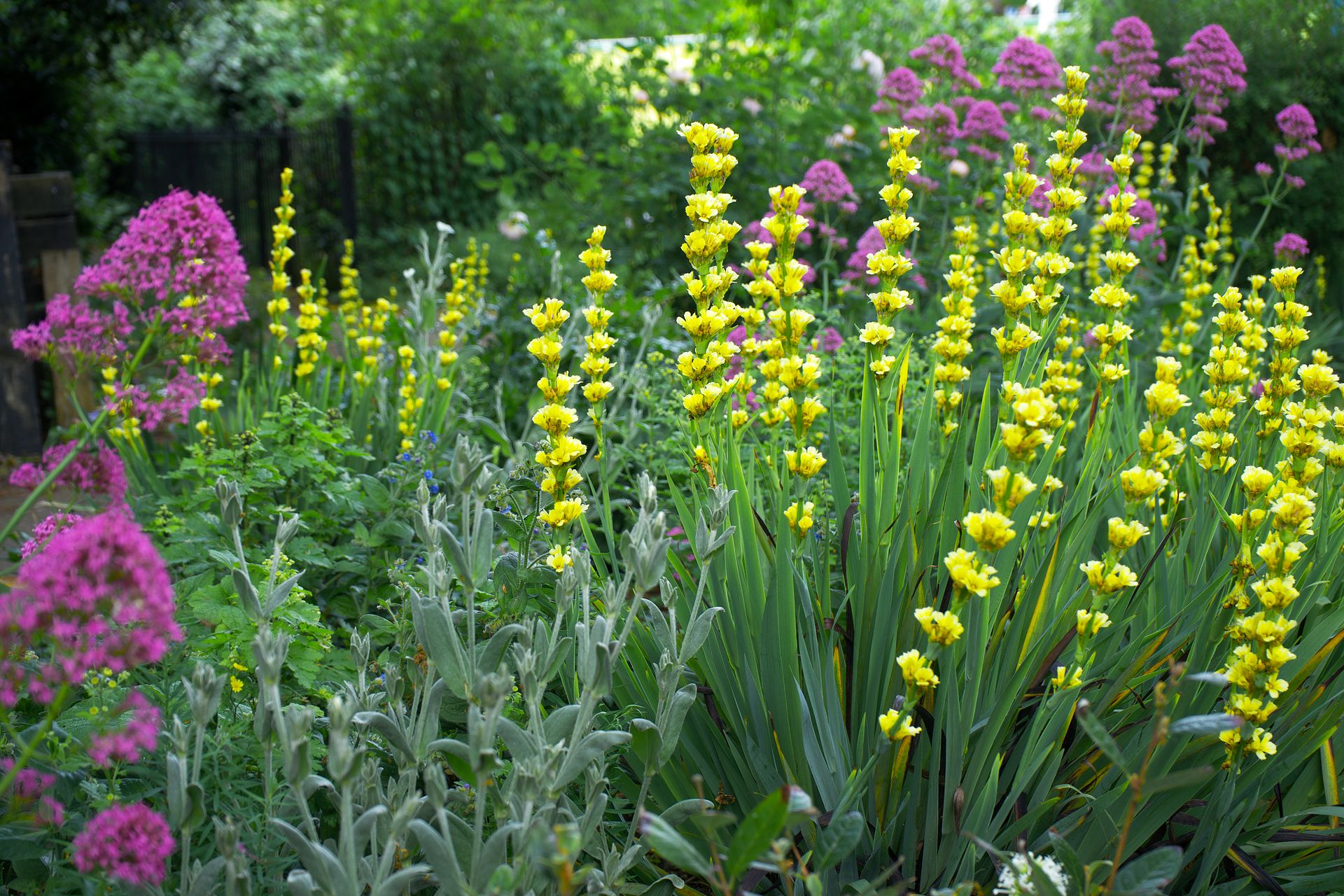 Layered English garden border with flowering perennials and lush planting