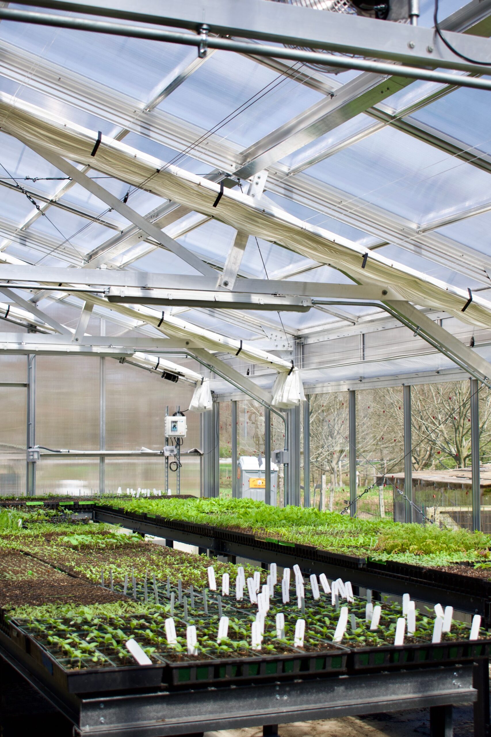 Young plants and seedlings growing inside a sunlit greenhouse
