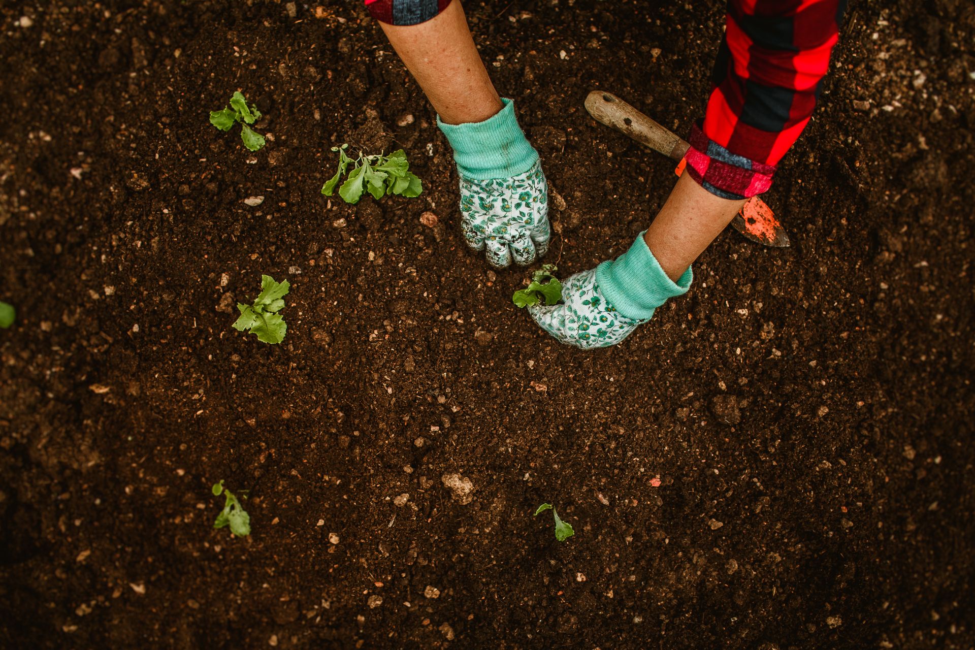 Gardener planting young plants into prepared garden soil