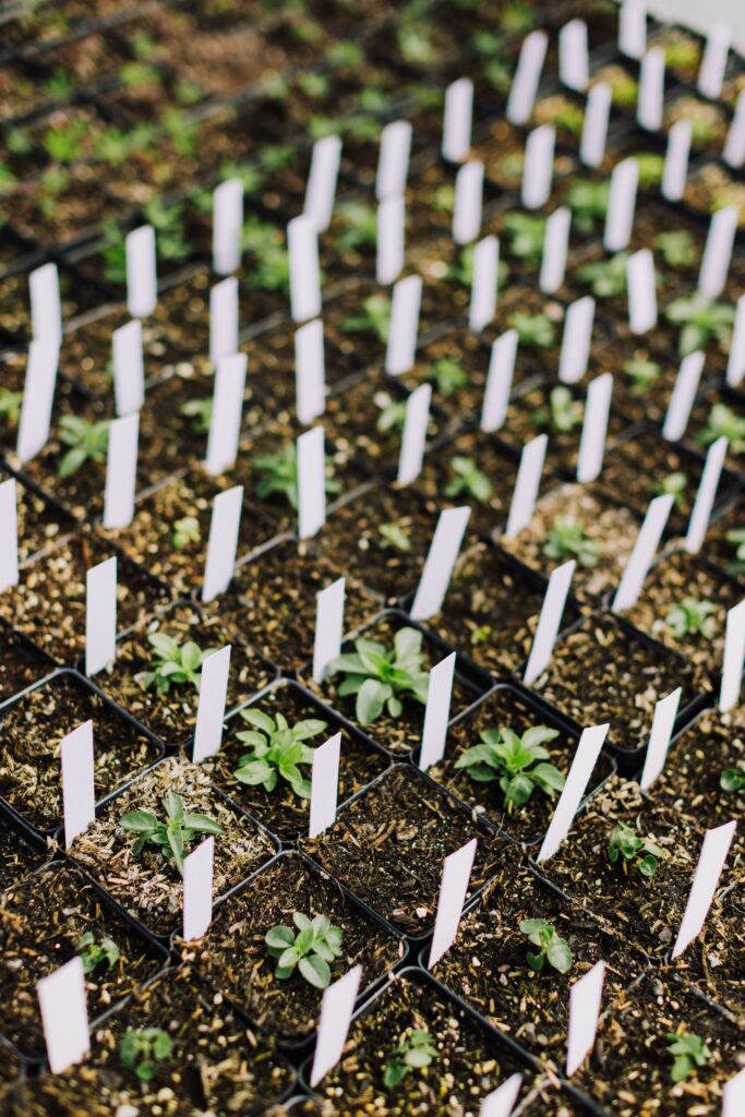 Rows of young seedlings growing in nursery trays