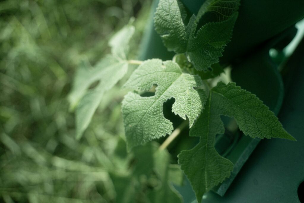 Green garden leaves showing visible insect damage